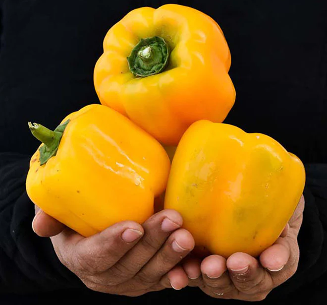Capsicum-Yellow