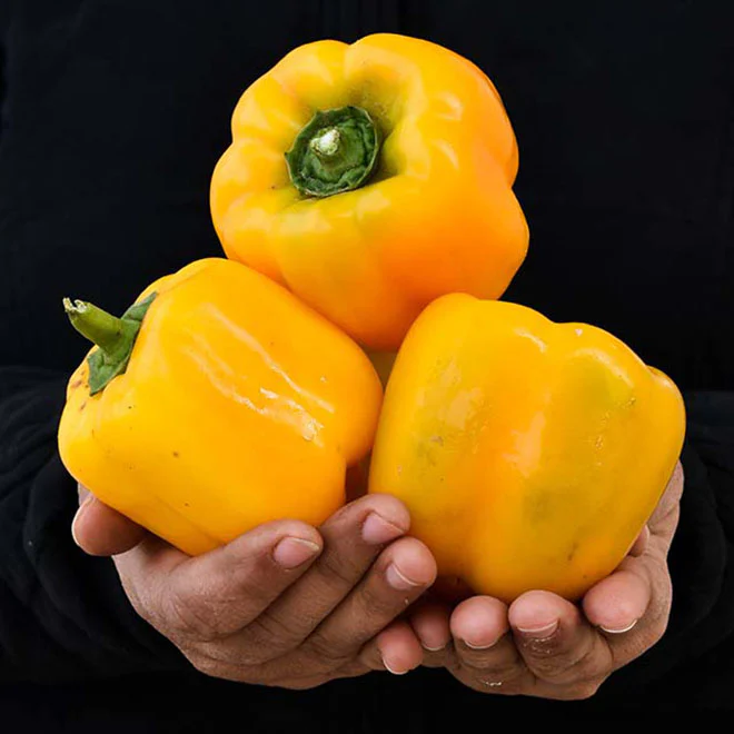 Capsicum-Yellow