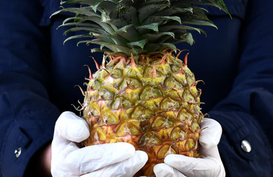 Pineapple (Anaanaas)
