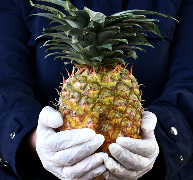 Pineapple (Anaanaas)